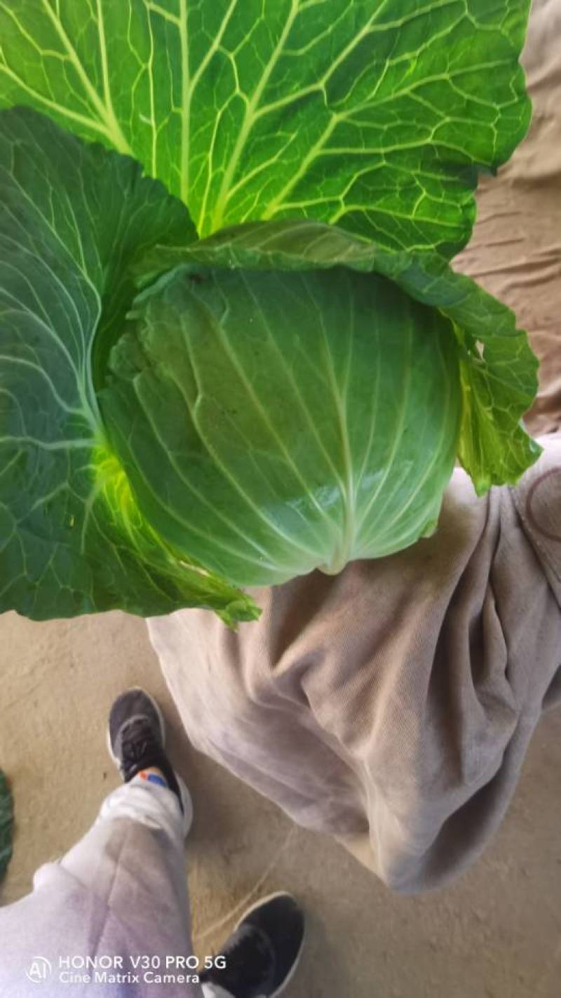 奥奇娜扁包菜