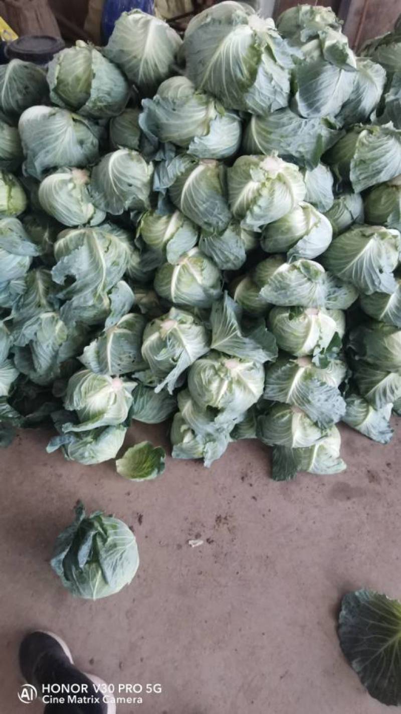 奥奇娜扁包菜