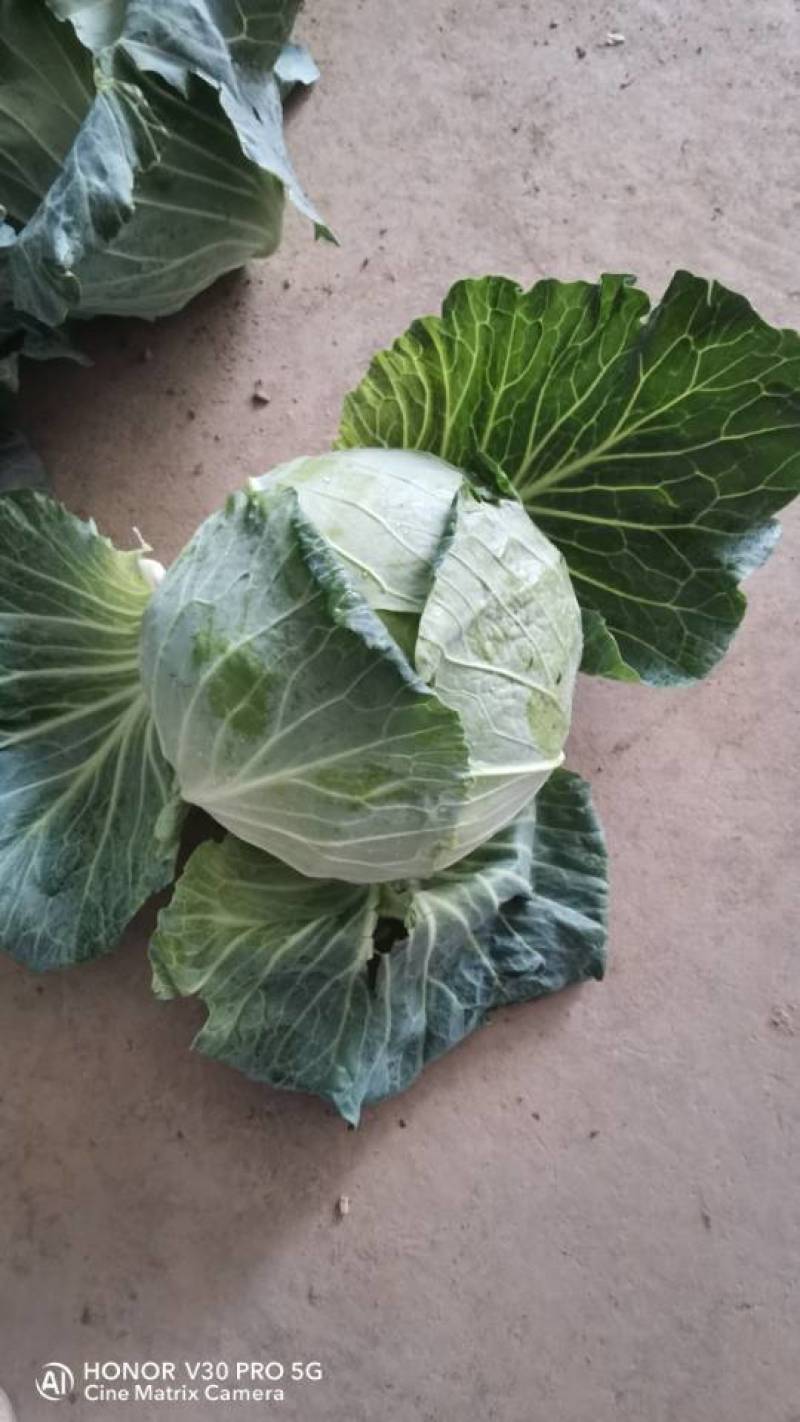 奥奇娜扁包菜