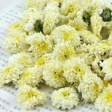 亳菊花