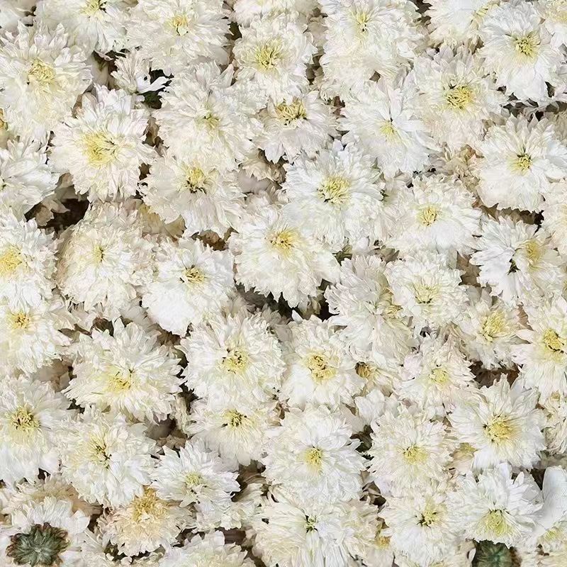 亳菊花