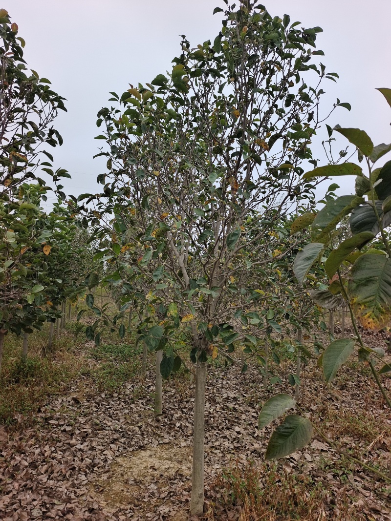 郁金香玉兰产地直发量大质优可视频看货