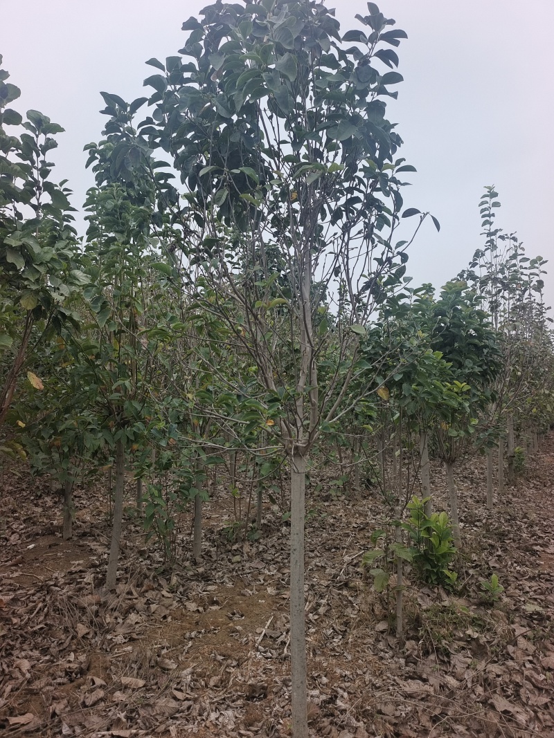 郁金香玉兰产地直发量大质优可视频看货