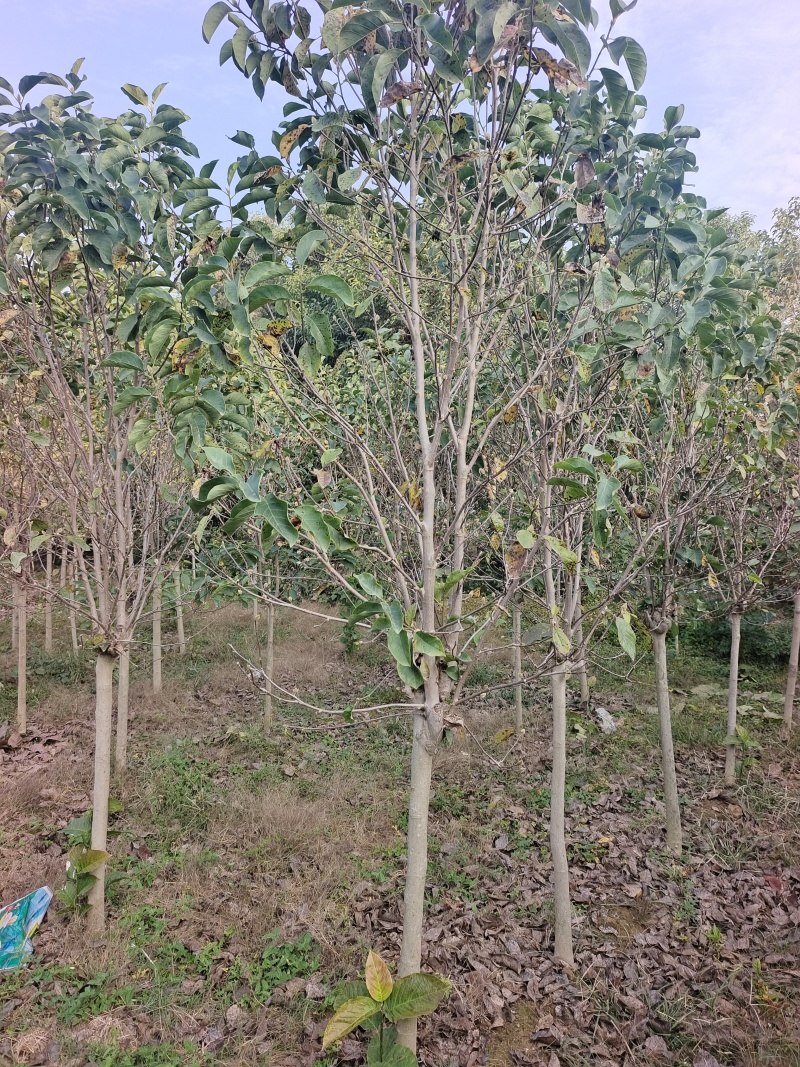 郁金香玉兰产地直发量大质优可视频看货