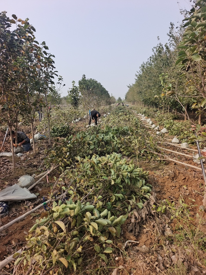 郁金香玉兰产地直发量大质优可视频看货