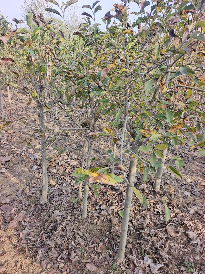 郁金香玉兰产地直发量大质优可视频看货