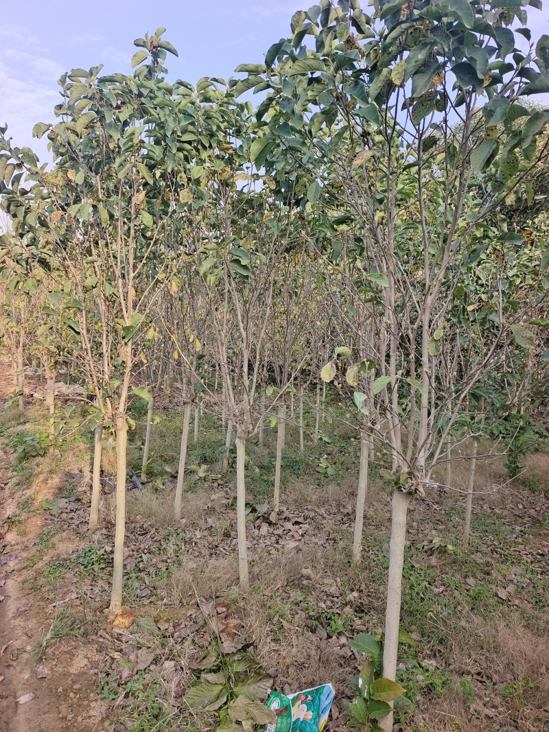 郁金香玉兰产地直发量大质优可视频看货