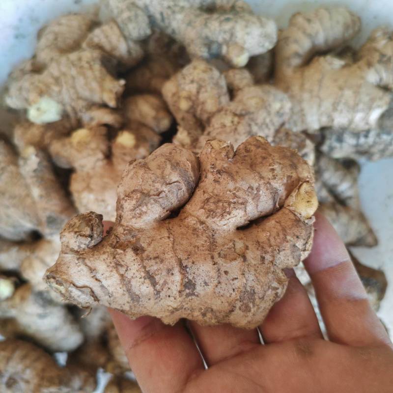 母姜出售
