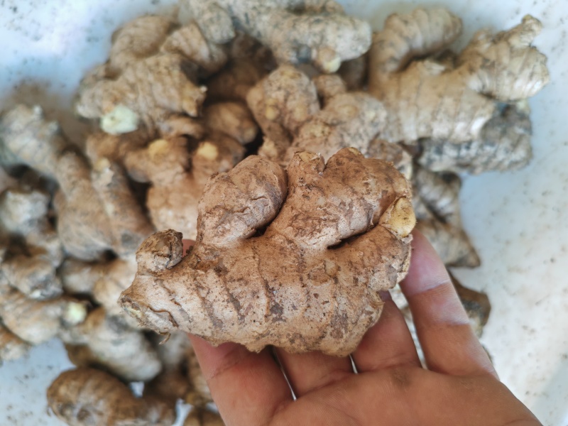 母姜出售