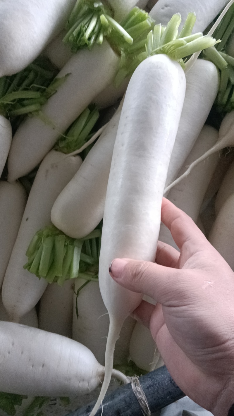 重庆长白萝卜新鲜蔬菜发货白皮长型鲜甜脆嫩价格实惠欢迎批发