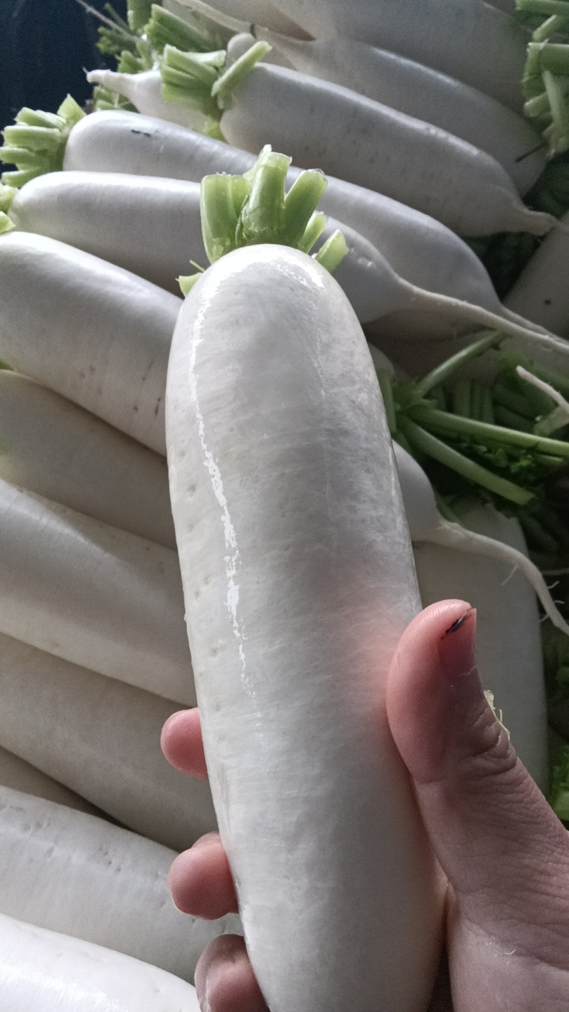 重庆长白萝卜新鲜蔬菜发货白皮长型鲜甜脆嫩价格实惠欢迎批发