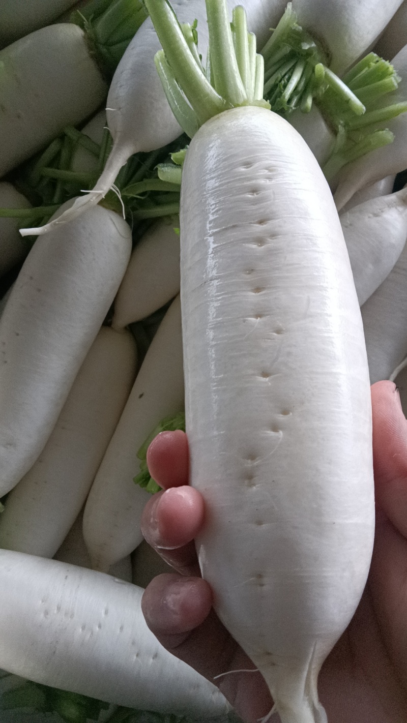 重庆长白萝卜新鲜蔬菜发货白皮长型鲜甜脆嫩价格实惠欢迎批发
