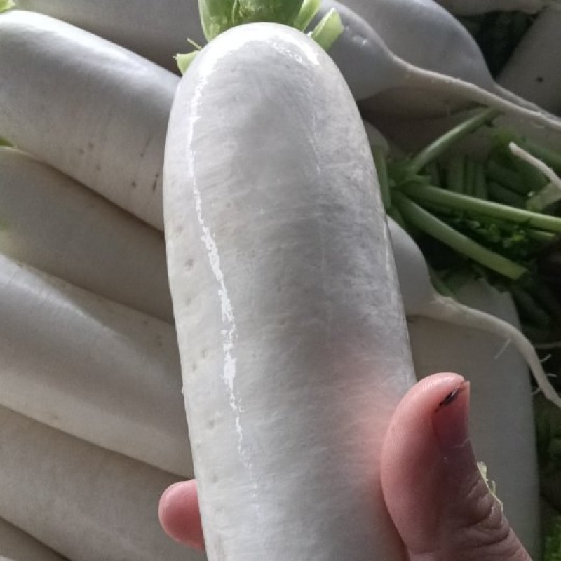 重庆长白萝卜新鲜蔬菜发货白皮长型鲜甜脆嫩价格实惠欢迎批发