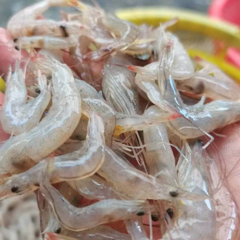 小白虾