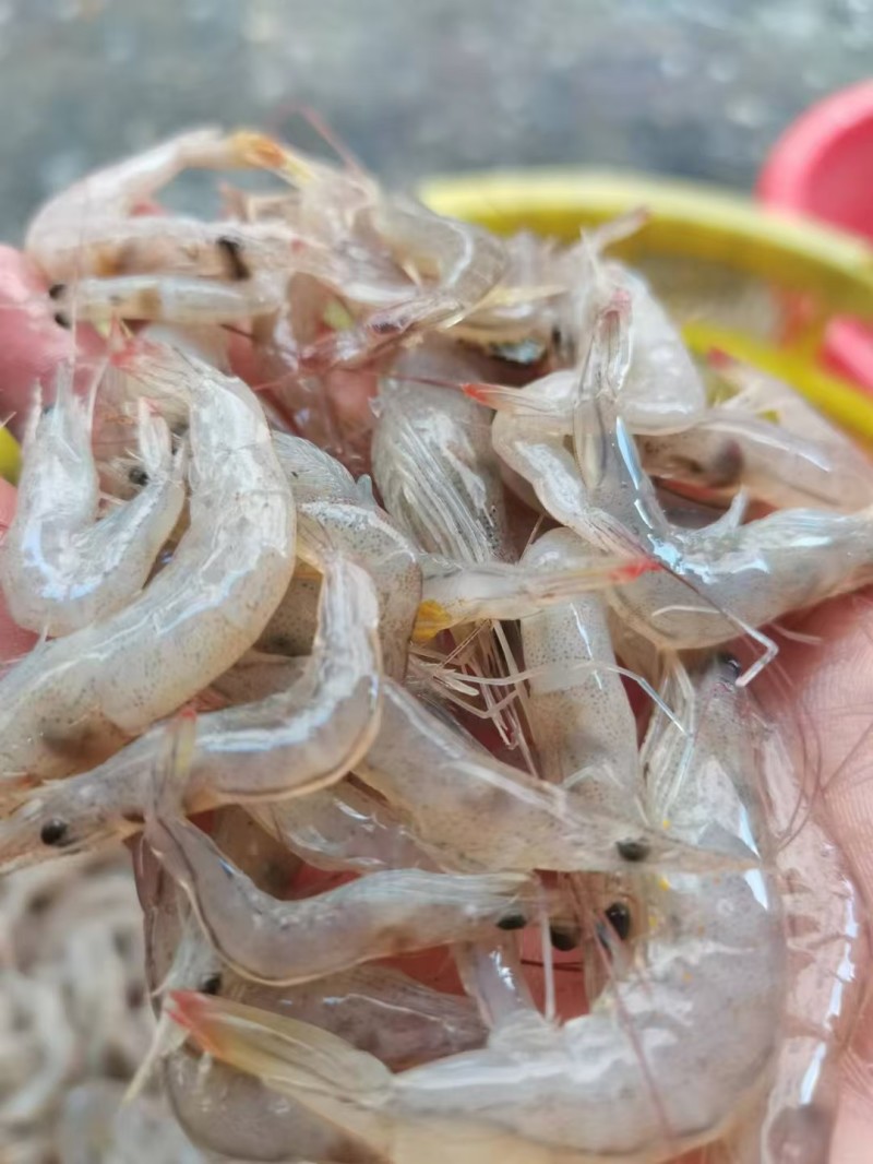 小白虾
