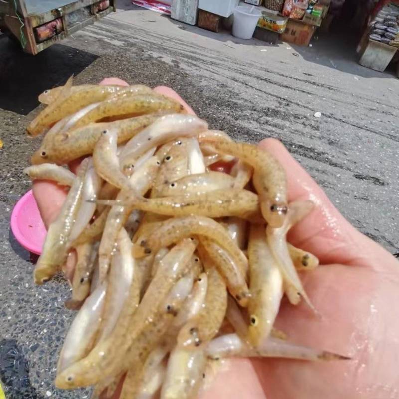 小黄鱼