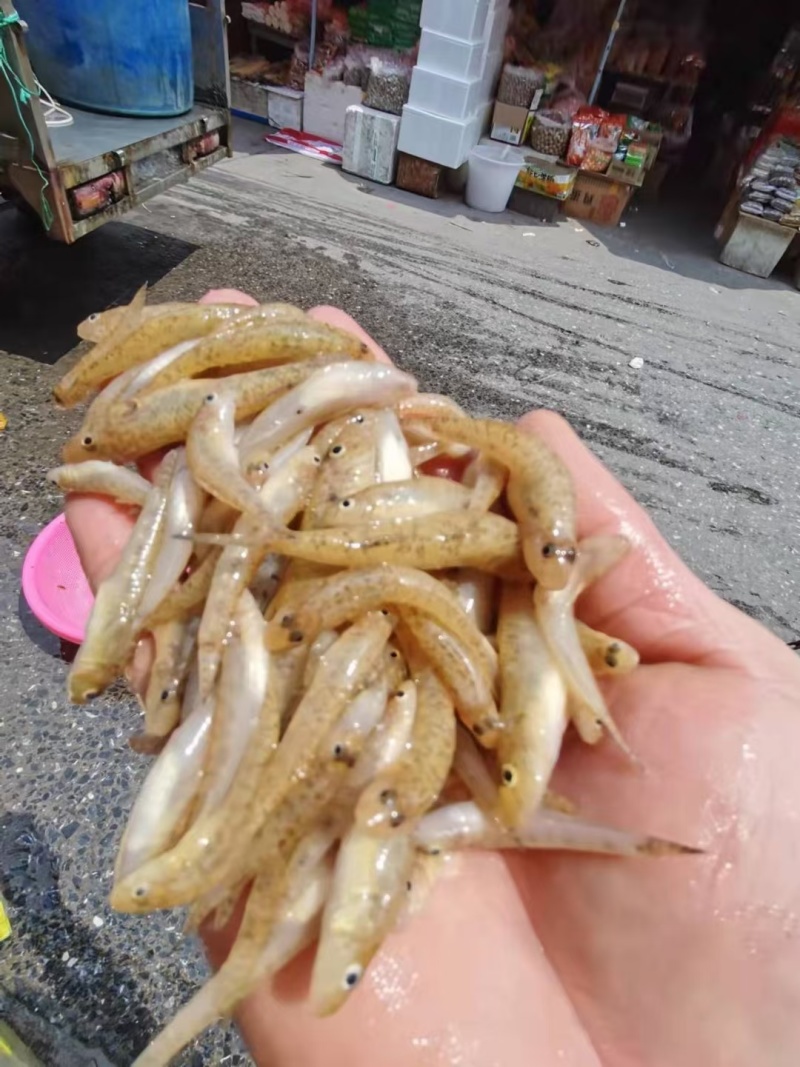 小黄鱼