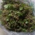 猫爪草种苗/苗子/种子