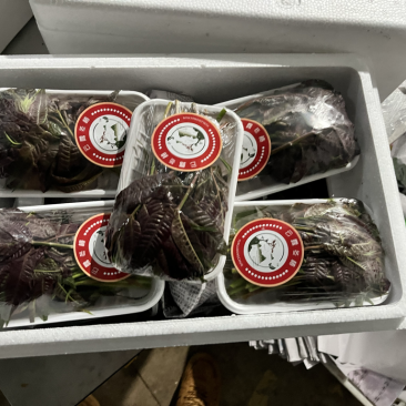 商超供应香椿芽，大量供应产地直发，全国发货欢迎来电咨询洽