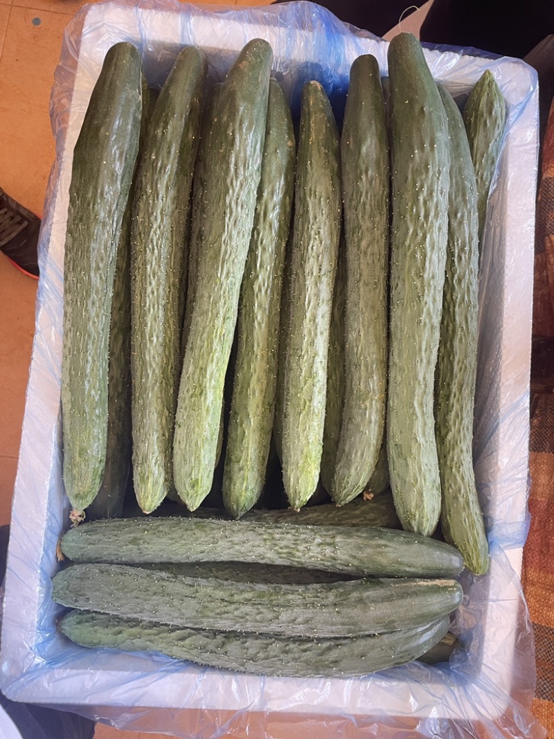 湛江密刺黄瓜、青瓜，现摘现发，量大质优，产地直供