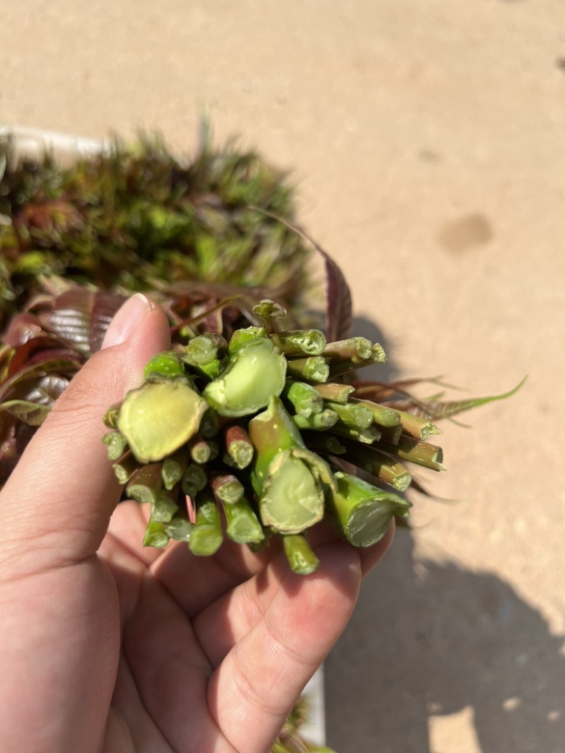 商超供应香椿芽，大量供应产地直发，全国发货欢迎来电咨询洽