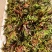 商超供应香椿芽，大量供应产地直发，全国发货欢迎来电咨询洽