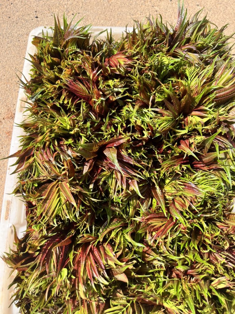 商超供应香椿芽，大量供应产地直发，全国发货欢迎来电咨询洽