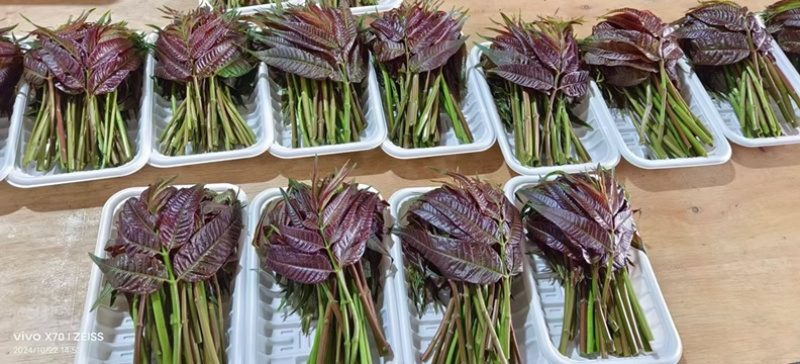 商超供应香椿芽，大量供应产地直发，全国发货欢迎来电咨询洽