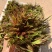 商超供应香椿芽，大量供应产地直发，全国发货欢迎来电咨询洽