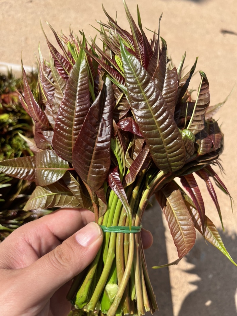 商超供应香椿芽，大量供应产地直发，全国发货欢迎来电咨询洽