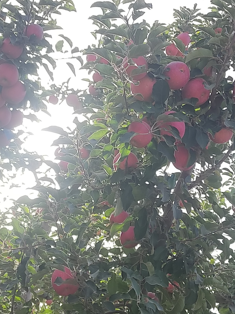 阿克苏红旗坡冰糖心苹果