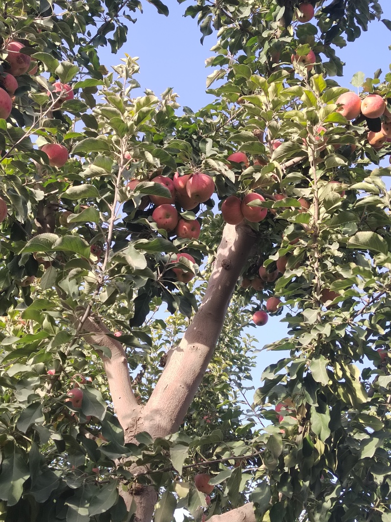 阿克苏红旗坡冰糖心苹果