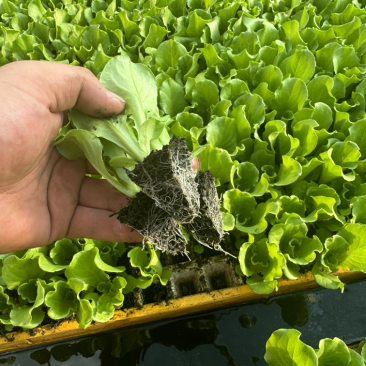 精品意大利生菜苗产量高