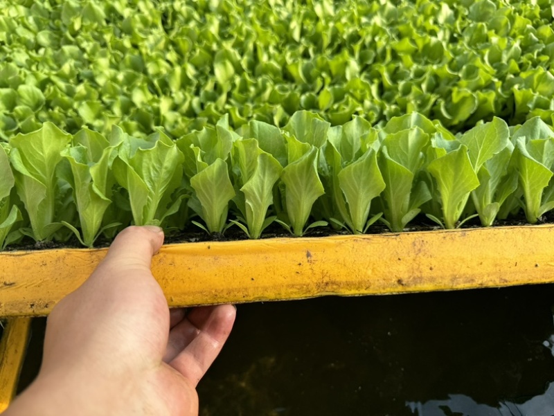精品意大利生菜苗产量高