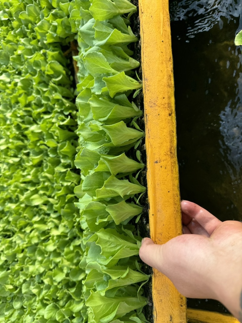 精品意大利生菜苗产量高