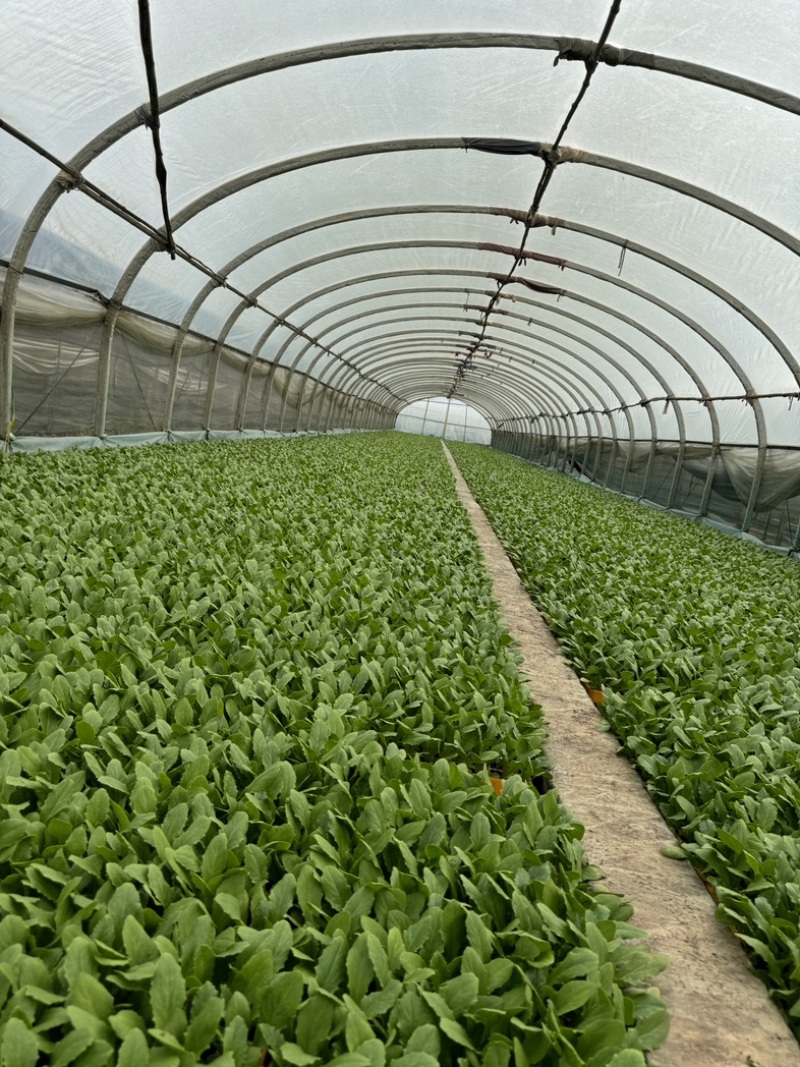 精品油麦菜苗产量高抗病
