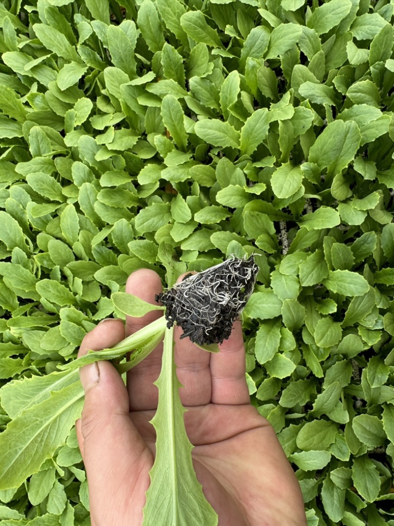 精品油麦菜苗产量高抗病