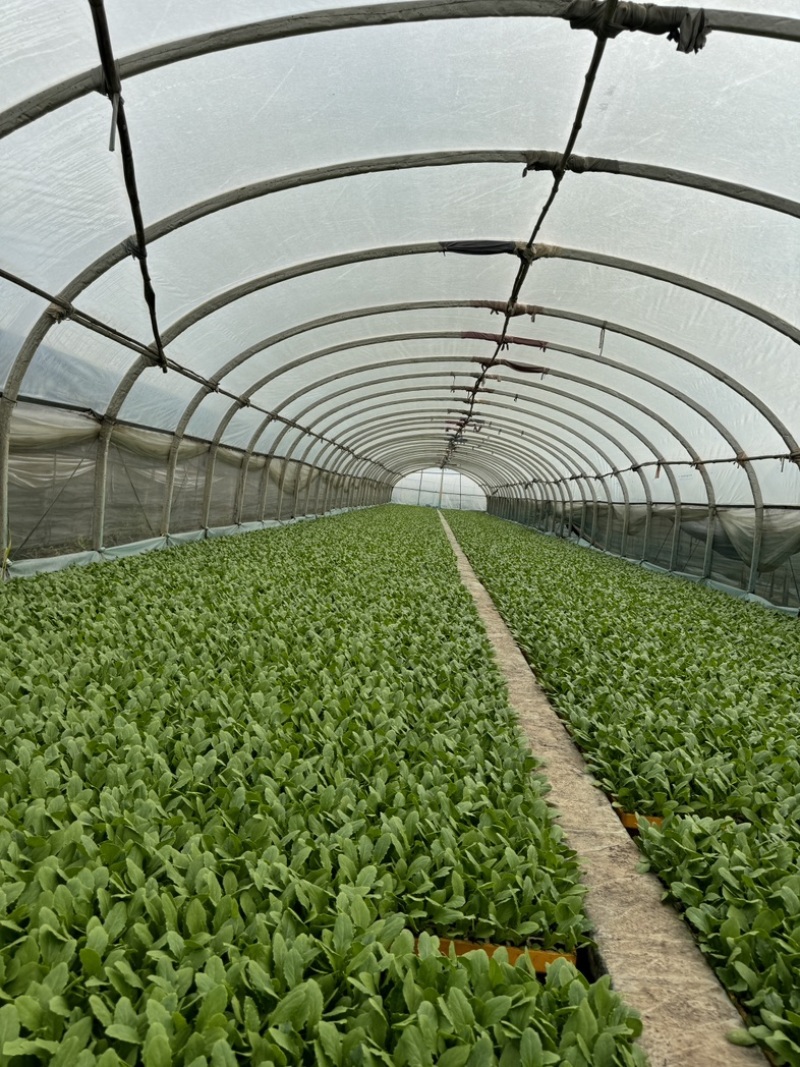 精品油麦菜苗产量高抗病