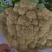 河南通许松花菜，青梗白面，产地直发！欢迎选购！