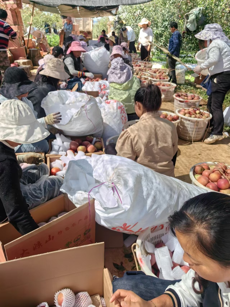 四川丑苹果冰糖心丑苹果供应电商市场超市