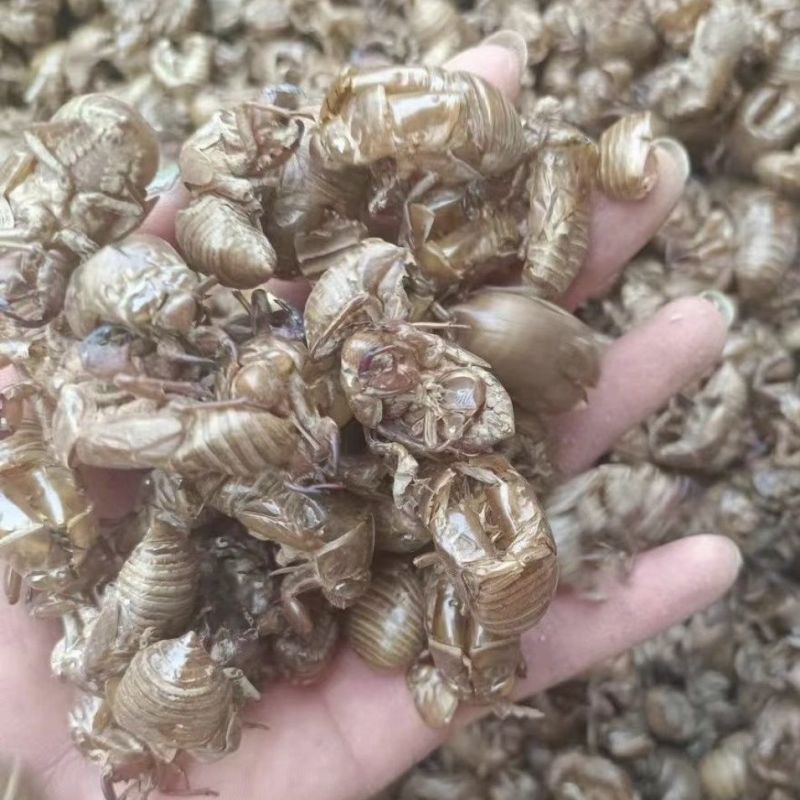 蝉蜕随时有货24小时在线服务厂家直销快速响应