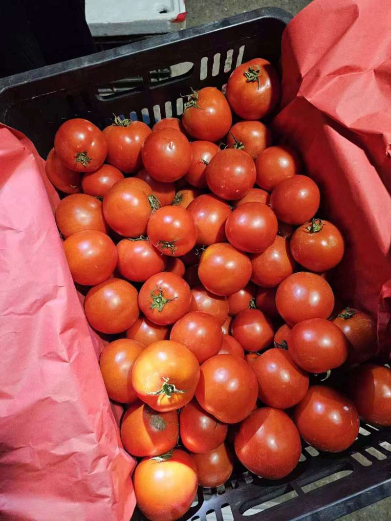 （实力供货)精品西红柿硬粉西红柿万亩种植基地品质保