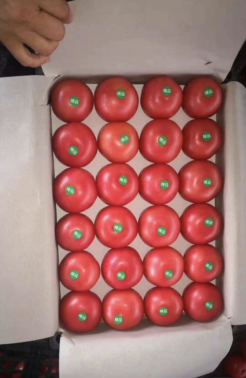 （实力供货)精品西红柿硬粉西红柿万亩种植基地品质保