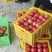 (实力供货)精品西红柿硬粉西红柿万亩种植基地品质保