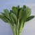 上海青。油菜曹县产地批发代办精品叶菜油菜