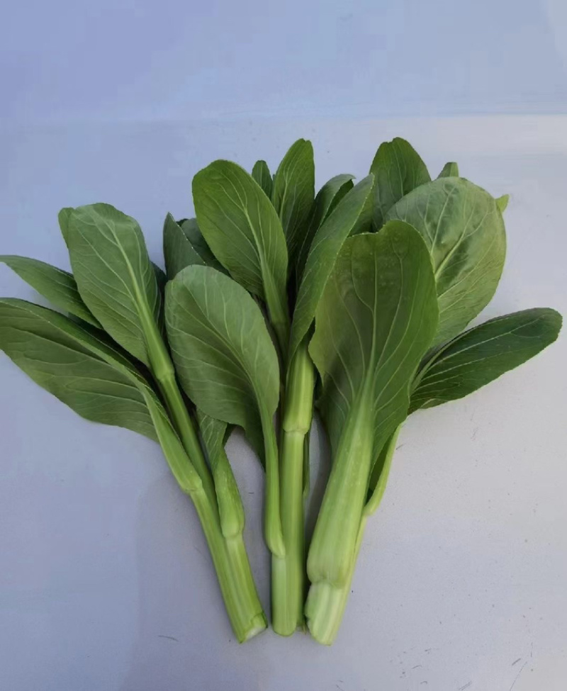 上海青。油菜曹县产地批发代办精品叶菜油菜