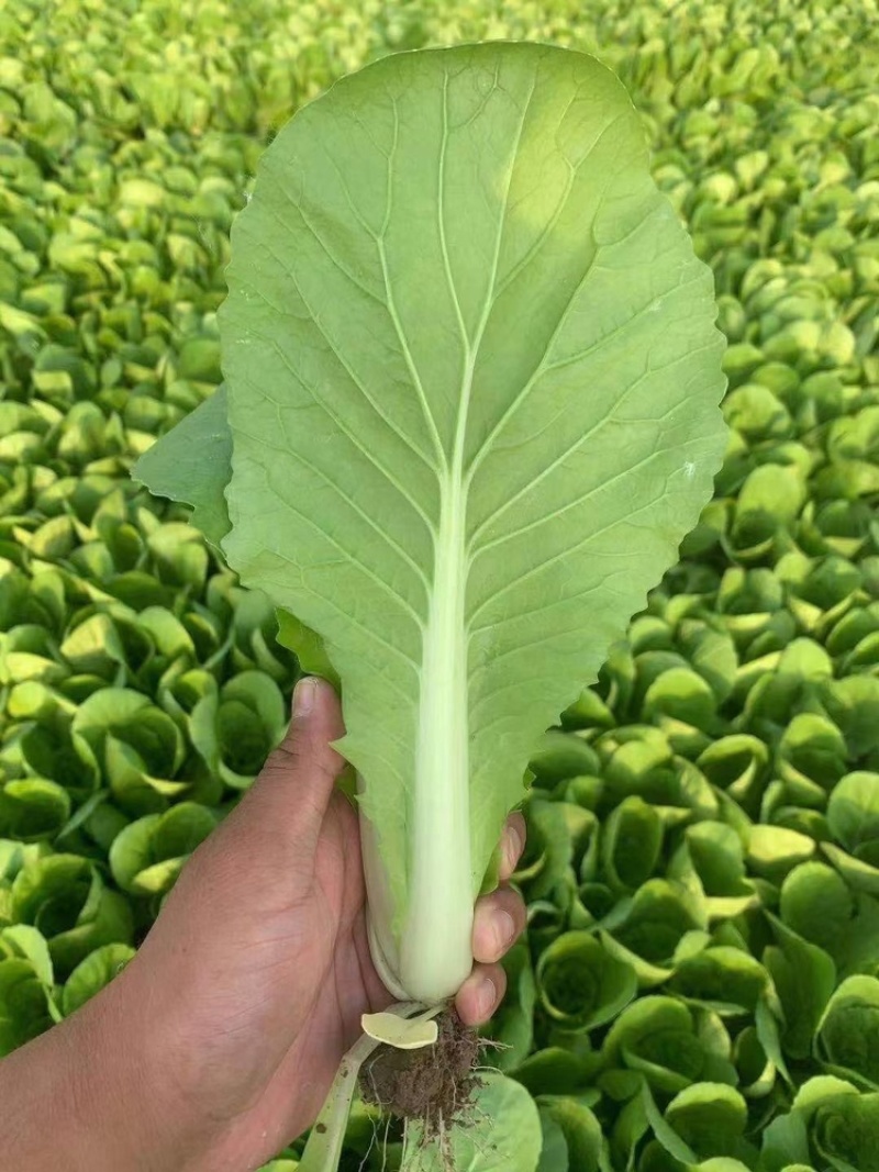 上海青。油菜曹县产地批发代办精品叶菜油菜
