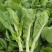 上海青。油菜曹县产地批发代办精品叶菜油菜