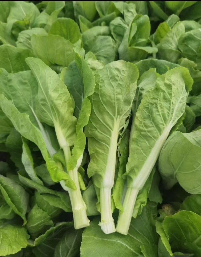 上海青。油菜曹县产地批发代办精品叶菜油菜