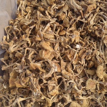 滑子菇大毛干货干菌菇口感佳基地直发运输便利欢迎联系